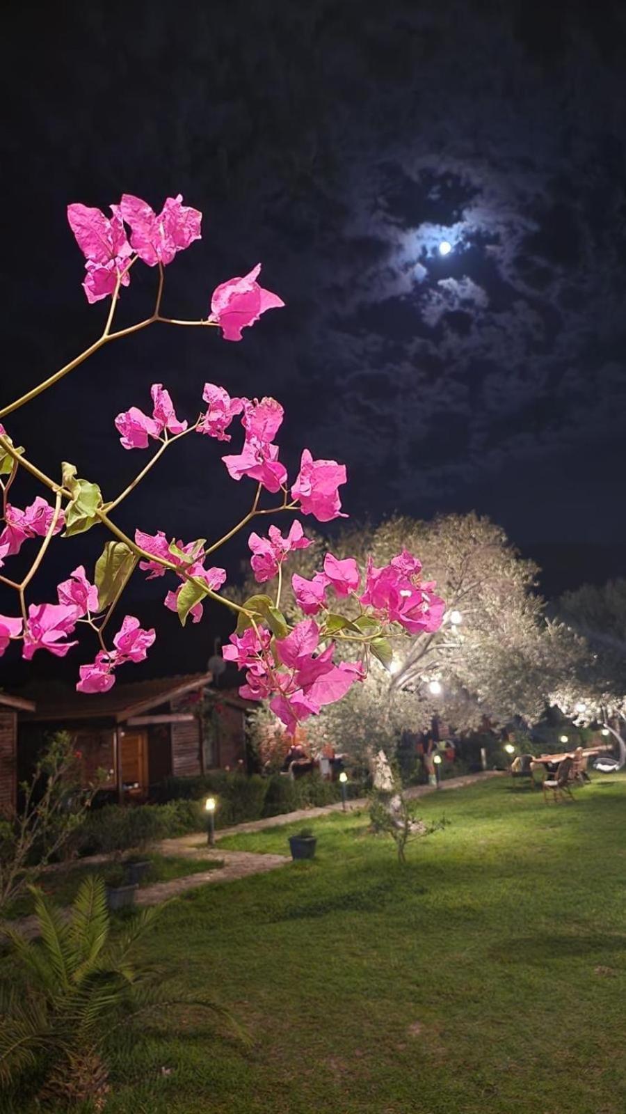 Suzi'Nin Bahcesi Bungalov Evler Datca Bagian luar foto